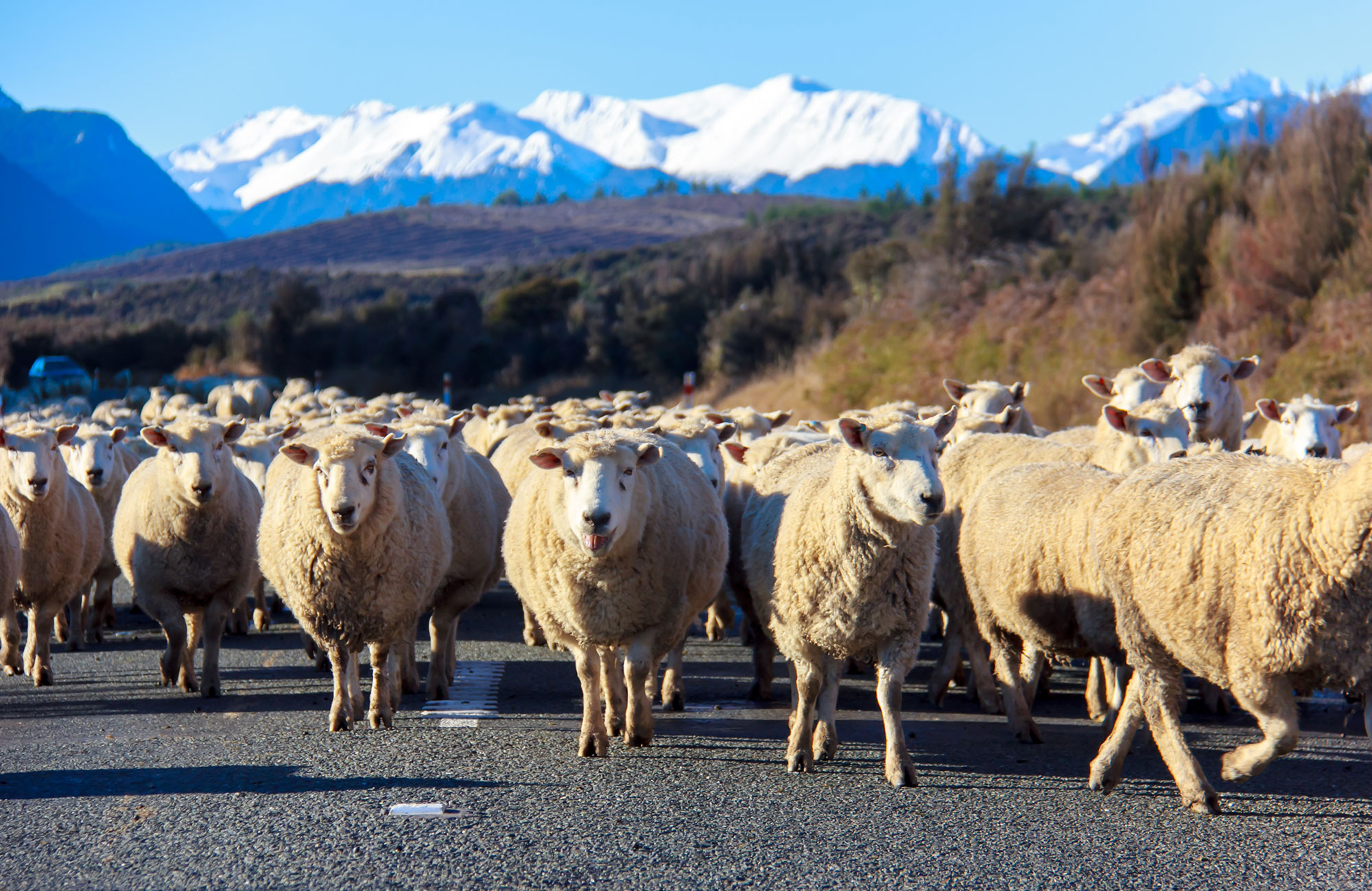 Liikennesäännöt Uudessa-Seelannissa - KILROY